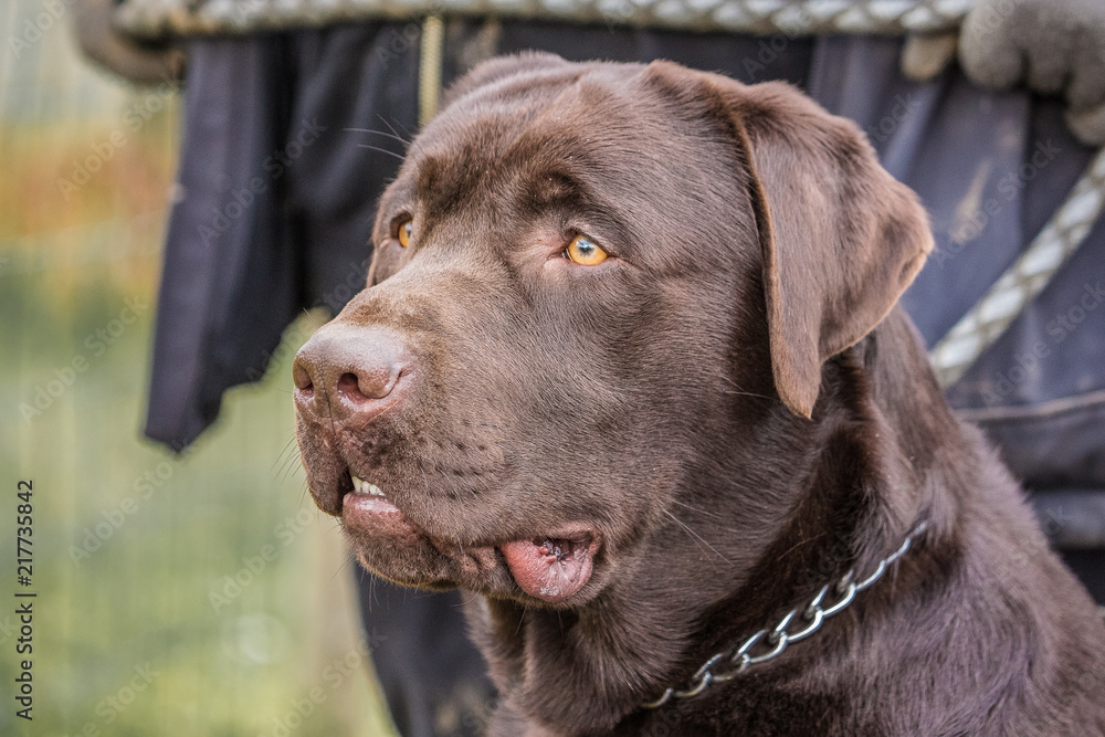portrait of labrador retrievers dog living in belgium portrait of labrador retrievers dog living in belgium