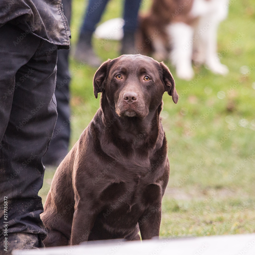 portrait of labrador retrievers dog living in belgium