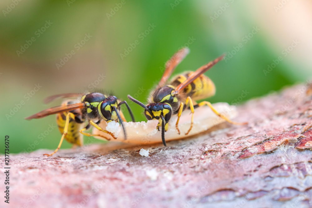 Wespe im Sommer bei der Nahrungsaufnahme Wespe im Sommer bei der Nahrungsaufnahme