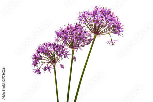 lilac flowers isolated