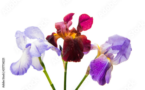 Fototapeta Naklejka Na Ścianę i Meble -  iris flower isolated