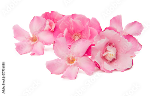 oleander flowers isolated