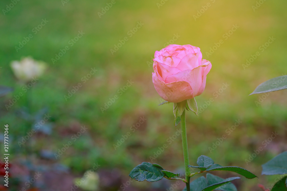 Obraz premium Pink rose blooming.