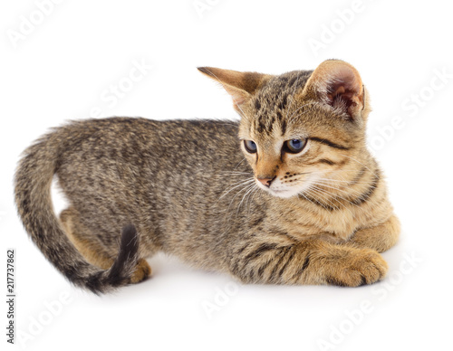 Fototapeta Naklejka Na Ścianę i Meble -  Small brown kitten.