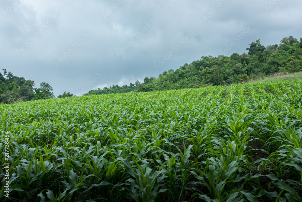 Amature corn field in northern Thailand under the cloudy sky