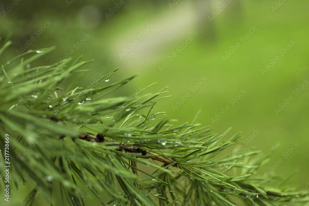 Green branches of larch on blur background. Green branches of larch on blur background.