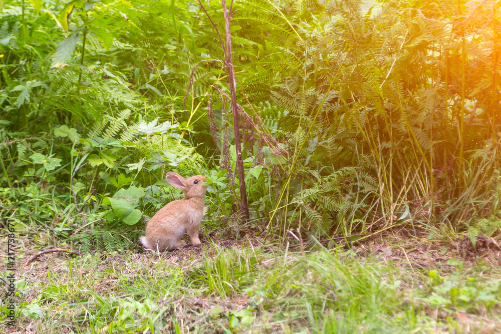 A close view of a young red-haired rabbit who has leaves from bushes raised in the top of the muzzle on the green grass on a bright sunny summer or autumn day A close view of a young red-haired rabbit who has leaves from bushes raised in the top of the muzzle on the green grass on a bright sunny summer or autumn day