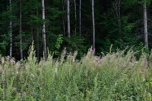 Fototapeta Naklejka Na Ścianę i Meble -  Summer landscape, forest flowers and grass on the background of dense pines and spruce