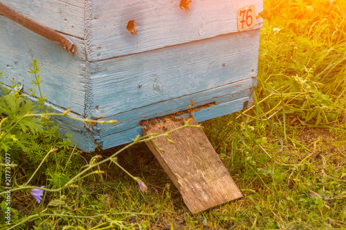 Close-up of the entrance to a large blue hive from a wood in the form of a box in an apiary in a field among green grass and trees with bees flying in and bringing pollen for honey on a sunny day