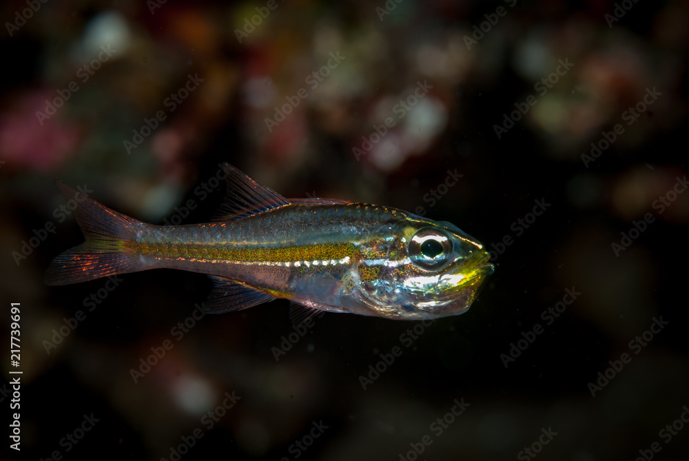 Fototapeta premium Yellow-Band Cardinalfish Apogon nanus