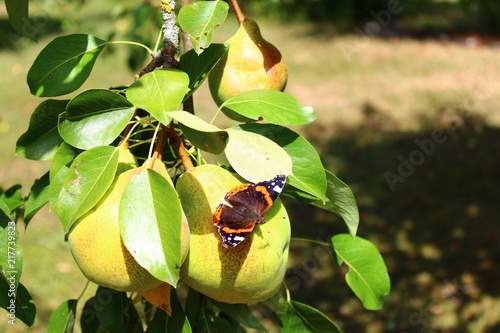 Admiral auf einer Birne photo