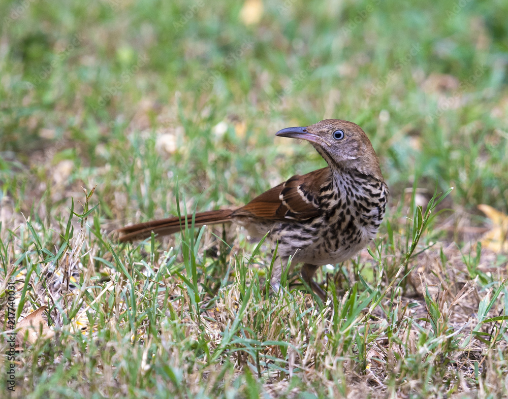 Brown Thrasher looking for seeds in the grass Brown Thrasher looking for seeds in the grass