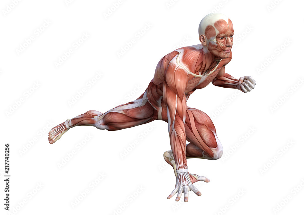 3D Rendering Male Anatomy Figure on White 3D Rendering Male Anatomy Figure on White
