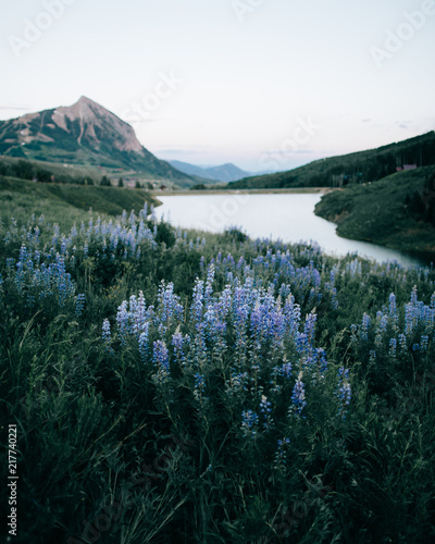 Blue wildflowers