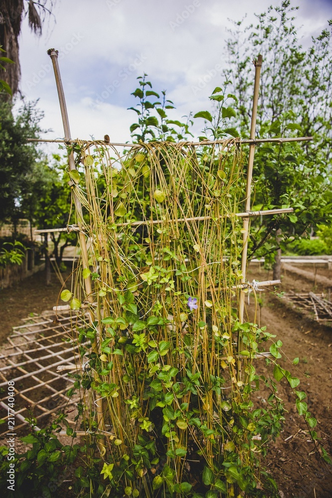 Flowers, plants and vegetables in an orchard. Flowers, plants and vegetables in an orchard.