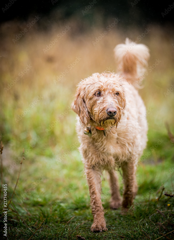 The Golden Labradoodle