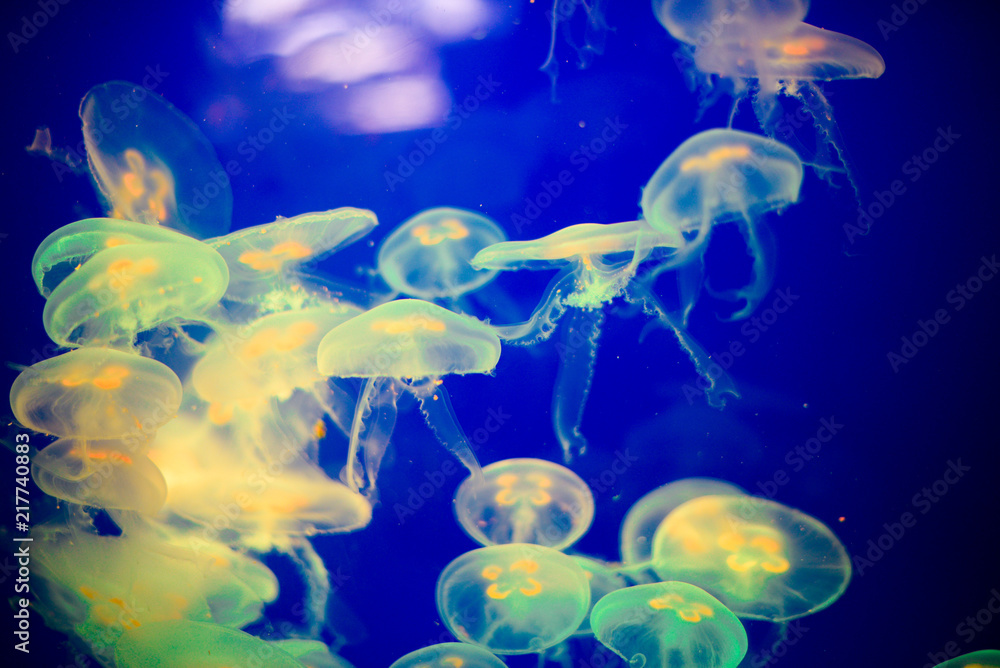 Naklejka premium jellyfish