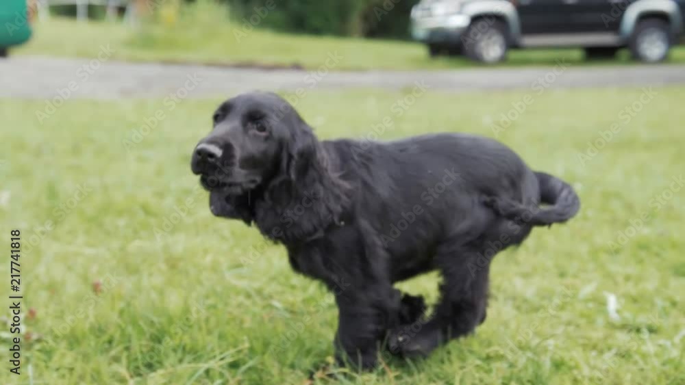 Cure playful happy puppy runs along side camera Cure playful happy puppy runs along side camera