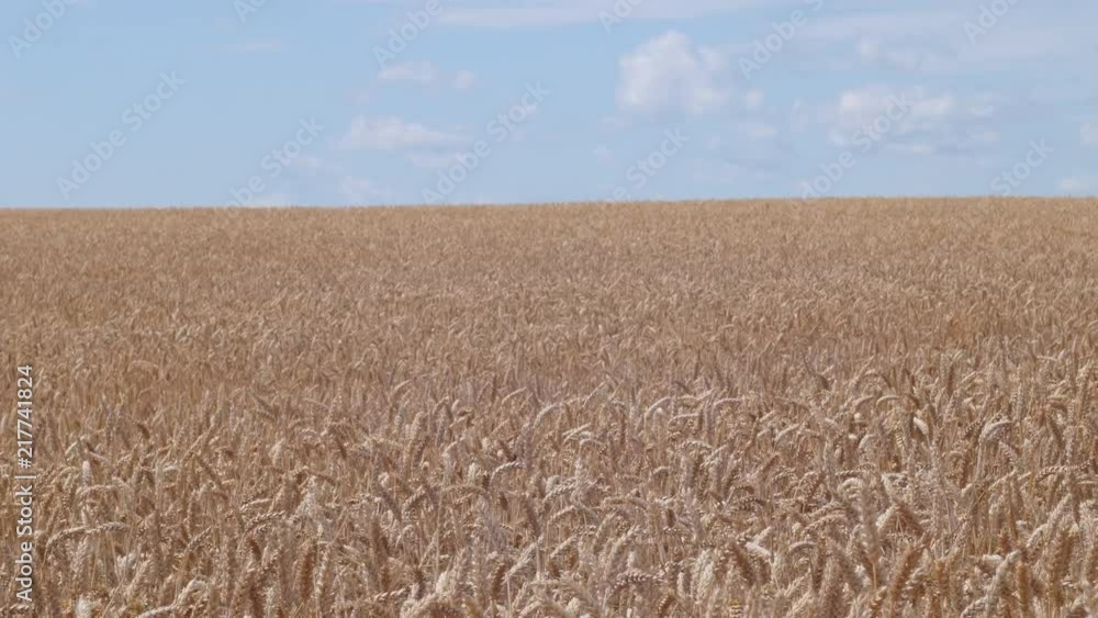 View of the yellow field of a wheat at the midday View of the yellow field of a wheat at the midday
