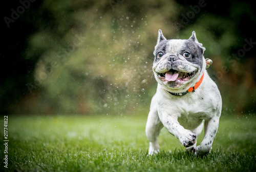 Wallpaper Mural The French Bulldog Torontodigital.ca