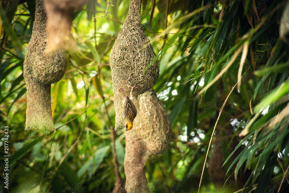 Nature of Wildlife - Weaver Birds Catching on the Nest that Hanging on Bamboo Tree in the Forest Nature of Wildlife - Weaver Birds Catching on the Nest that Hanging on Bamboo Tree in the Forest