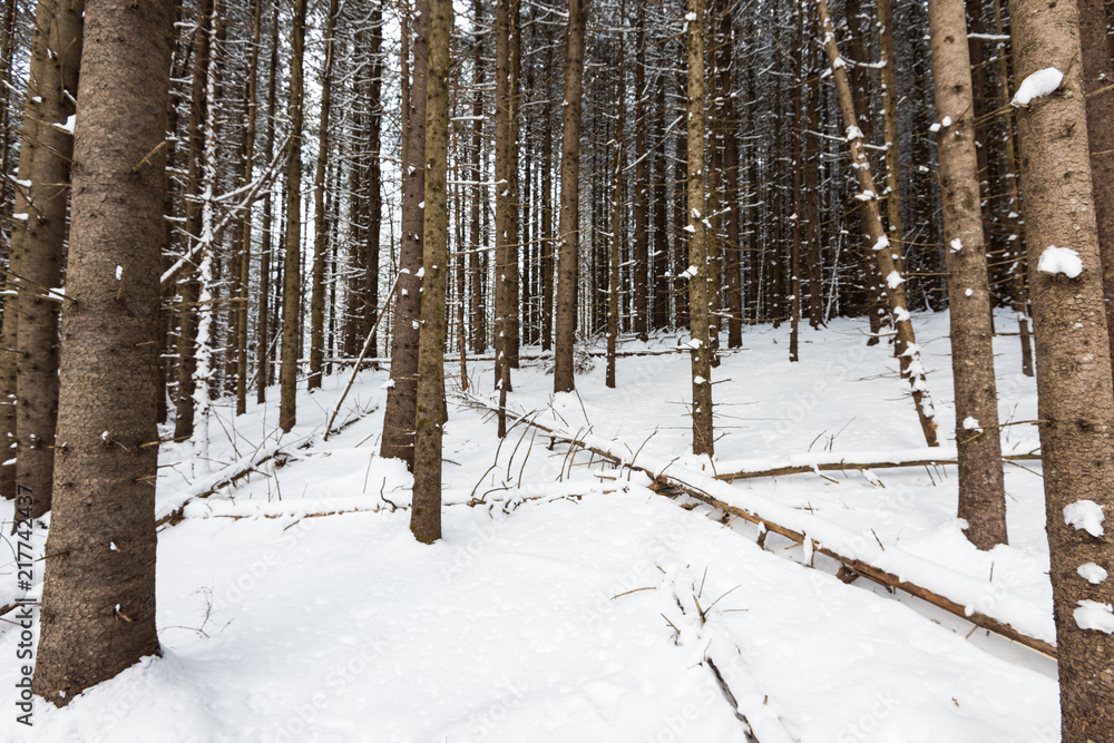 Snowy Pine forest Snowy Pine forest