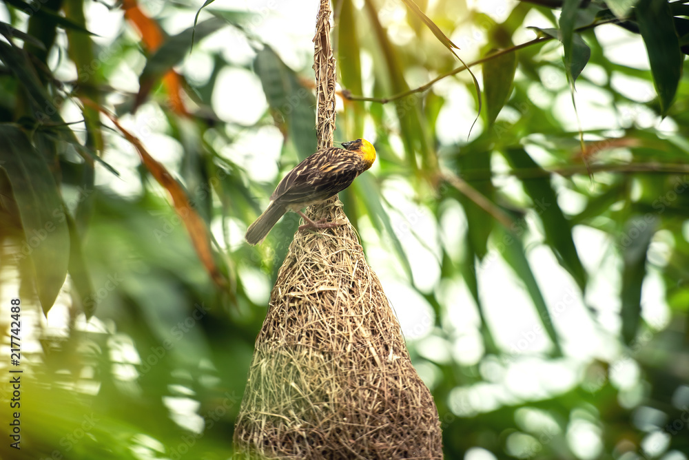 Nature of Wildlife - Weaver Birds Catching on the Nest that Hanging on Bamboo Tree in the Forest