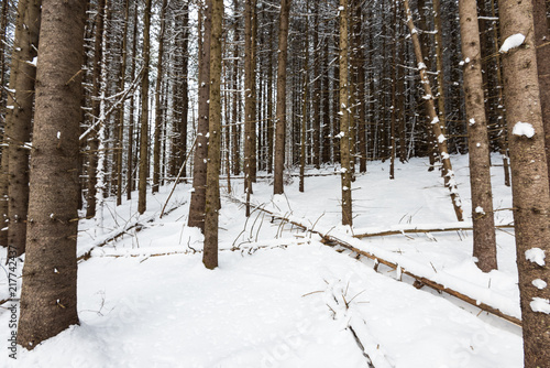 Snowy Pine forest