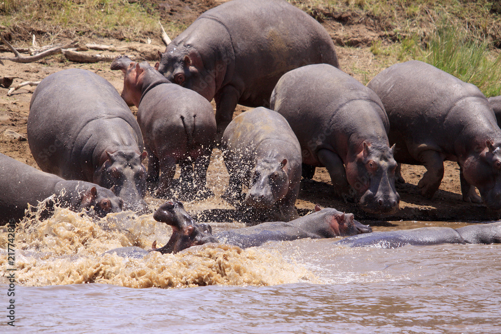 Flusspferd (Hippopotamus amphibius), Gruppe am Mara River, Kenia, Ostafrika Flusspferd (Hippopotamus amphibius), Gruppe am Mara River, Kenia, Ostafrika