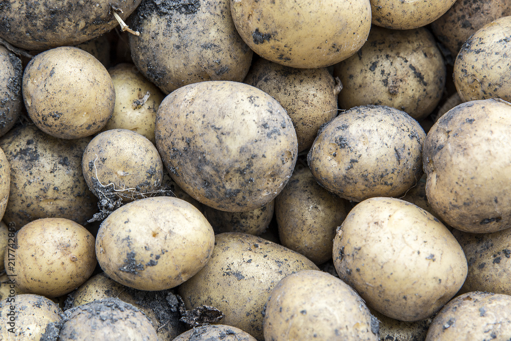 Harvesting potatoes. The concept of agriculture. Harvesting potatoes. The concept of agriculture.