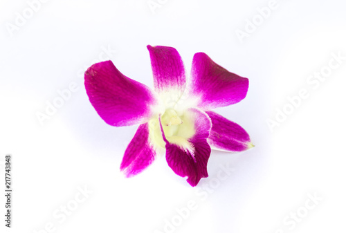 Fototapeta Naklejka Na Ścianę i Meble -  Purple orchid on white background
