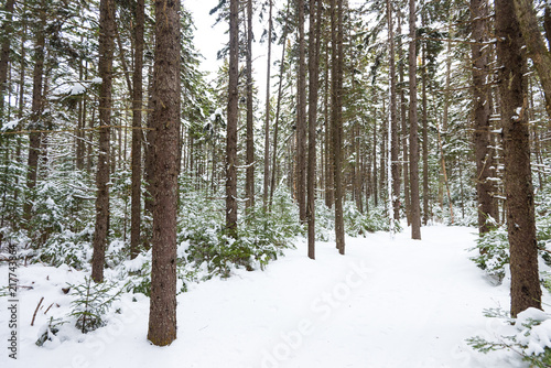 Coniferious forest photo