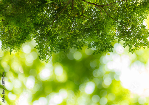 Natural green blurred bokeh with green leaf abstract background