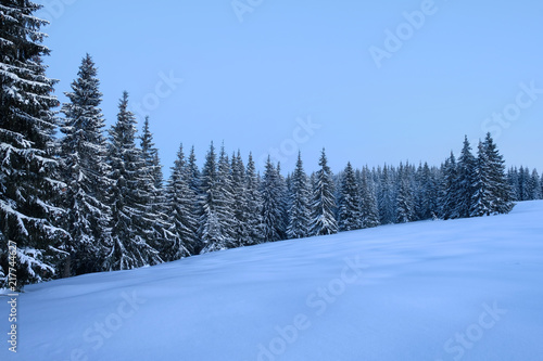 Winter lndscape of a mountain forest covered with snow at sunset. © ianachyrva