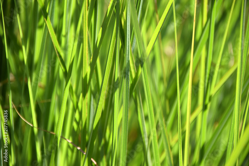 green ornamental grass smallweed, reed grass juicy green colored as grasses background