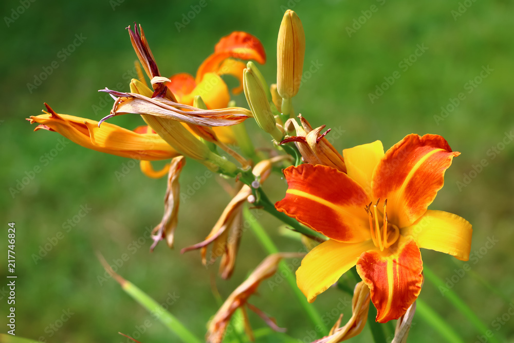 beautiful flower bud close-up