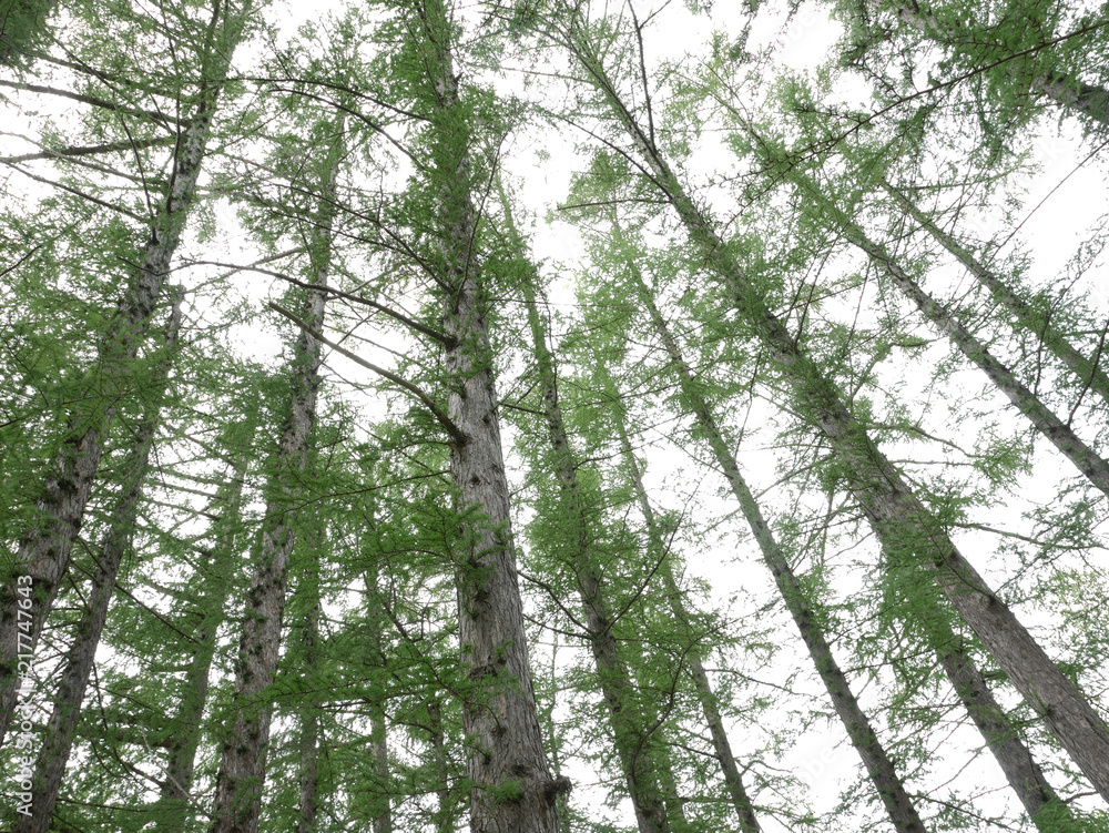 Obraz premium カラマツの森