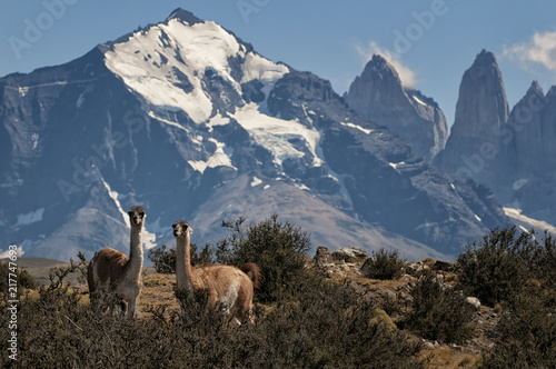 Guanacos on hillside; Patagonia; Chile, South America