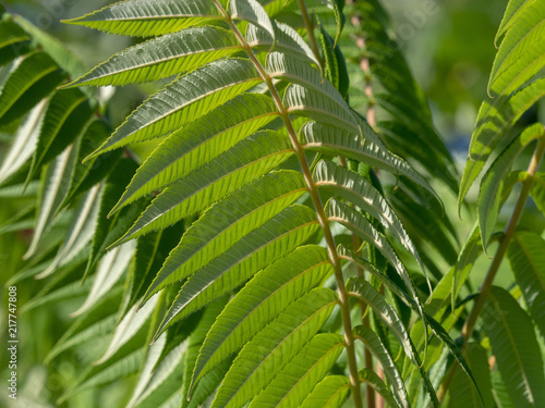 Rhus typhina. Le sumac vinaigrier