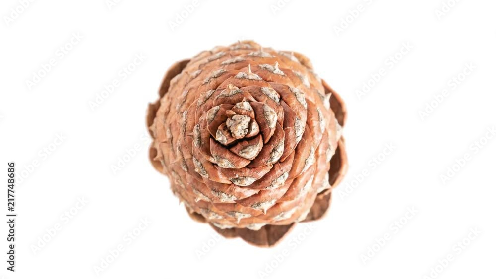 Pine Cone Opening and Spinning Pine Cone Opening and Spinning