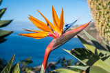 Strelitzia flower, the national flower of the island of Madeira