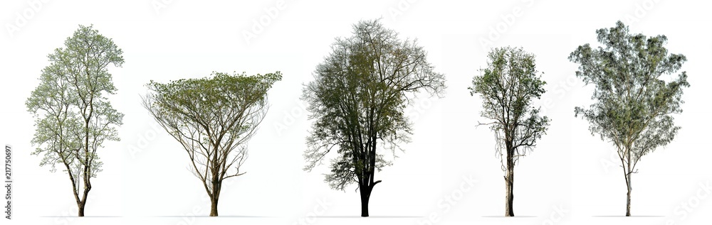 Fototapeta premium Zbiór drzew na białym tle