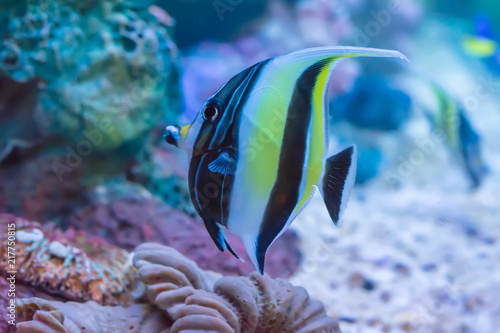 The marine fish are color of the sea.
