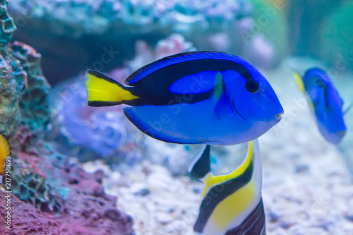 The marine fish are color of the sea.