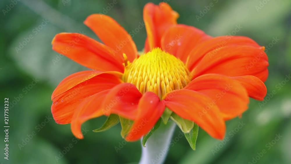 Single Transvaal daisy flower on green background Single Transvaal daisy flower on green background