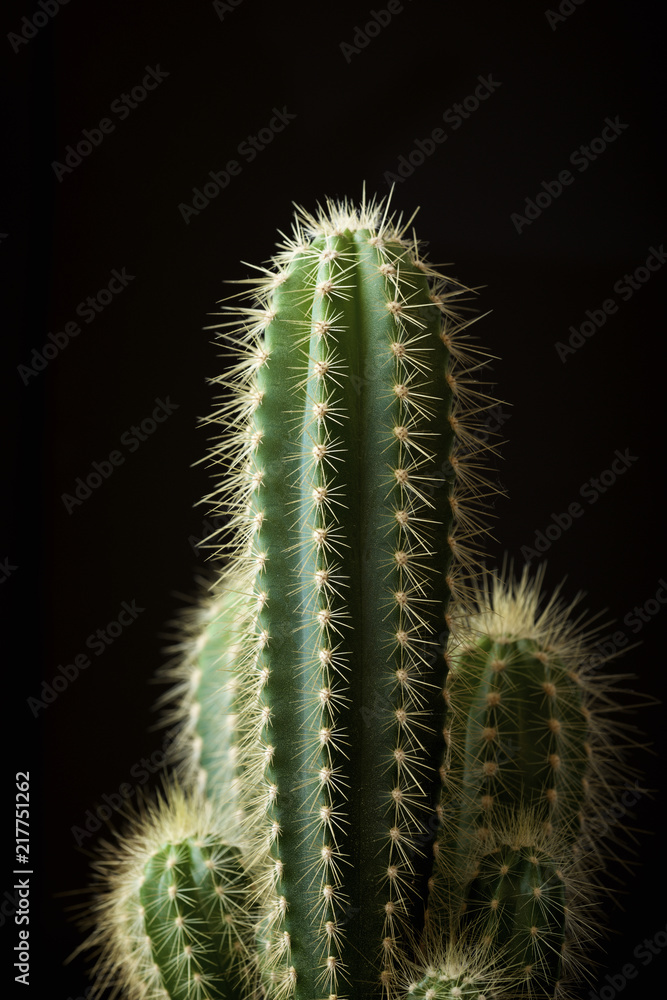 Close-up of cactus against black background Close-up of cactus against black background