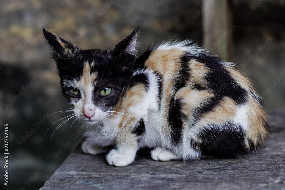 Gato manchado foto de Stock | Adobe Stock