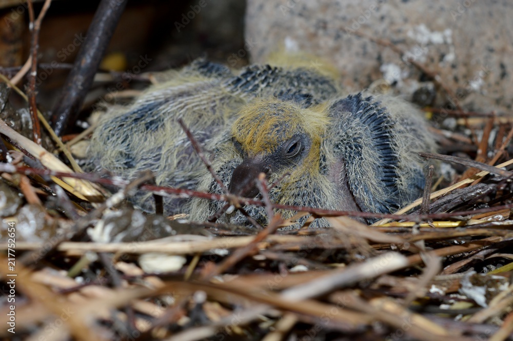 little bird in the nest
little bird in the nest