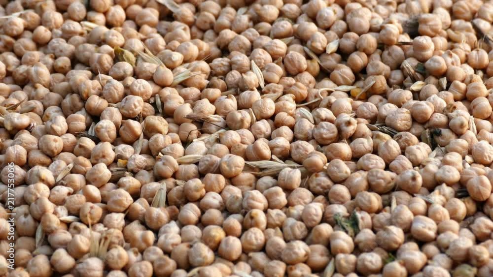 dry chickpeas are being prepared for marketing,
dry chickpeas are being prepared for marketing,