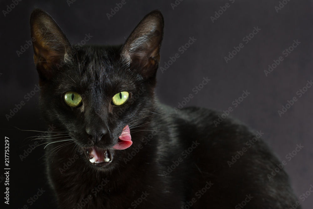 Obraz premium Czarny kot, koncepcja Halloween. Twarz domowego zwierzaka liza się sama